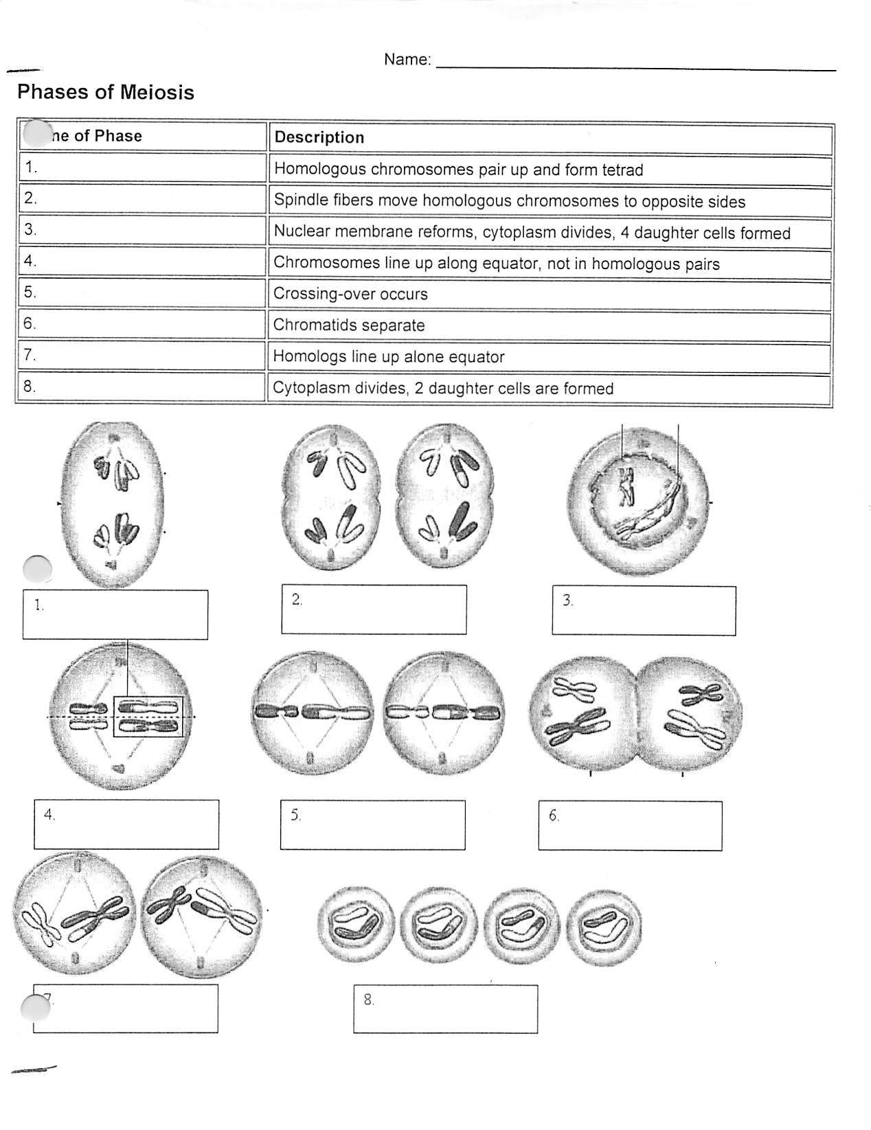 meiosis-waxahachie-science-curriculum-ideas-worksheet-template-tips-and-reviews